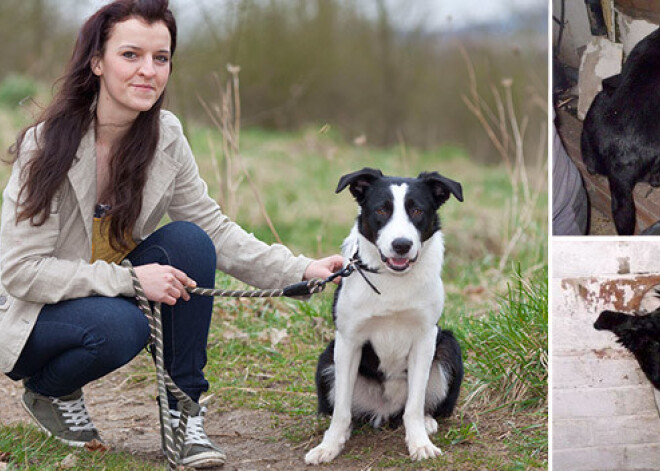 Мультиоперация по спасению собачки