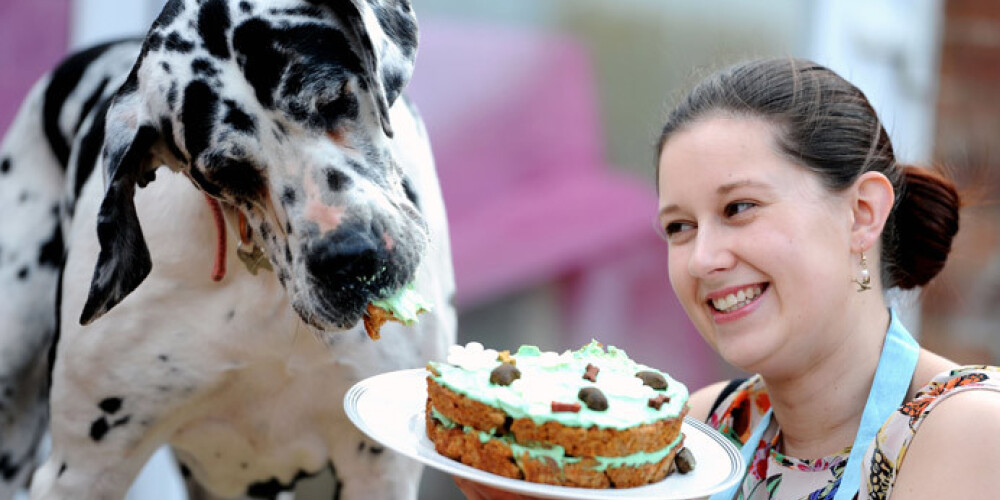 Уникальный бизнес по выпечке тортов для собак и других животных