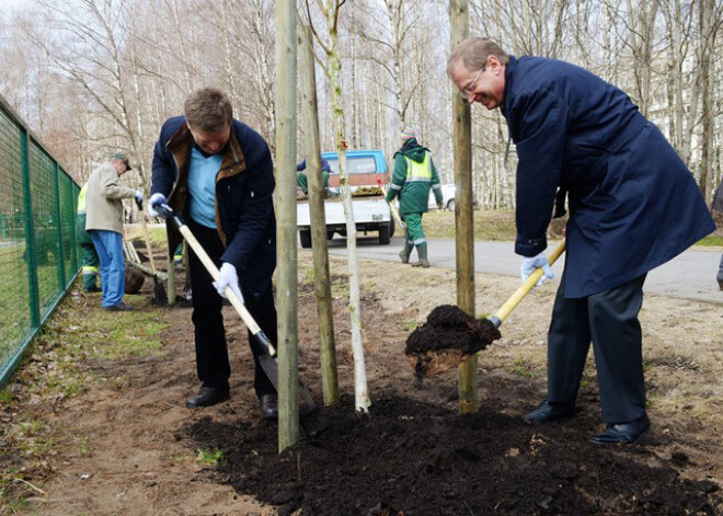 Pļavnieku parkā iestādīti bērzi. FOTO