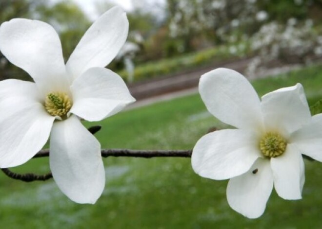 LU Botāniskajā dārzā uzziedējušas magnolijas