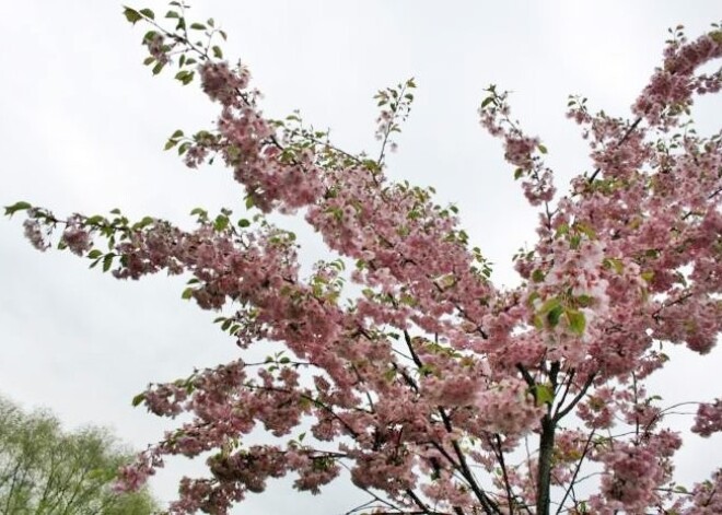 Rīgā, Uzvaras parkā cilvēkus priecē krāšņi ziedošās sakuras. FOTO