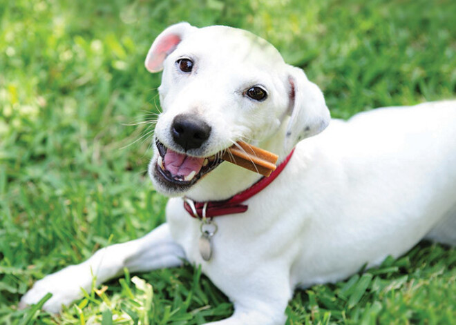 Graujoša statistika! Tikai 5% suņu īpašnieku rūpējas par sava mīluļa mutes veselību!