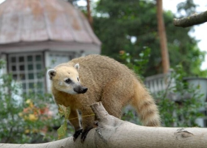 Vēstures nakts Rīgas Zooloģiskajā dārzā