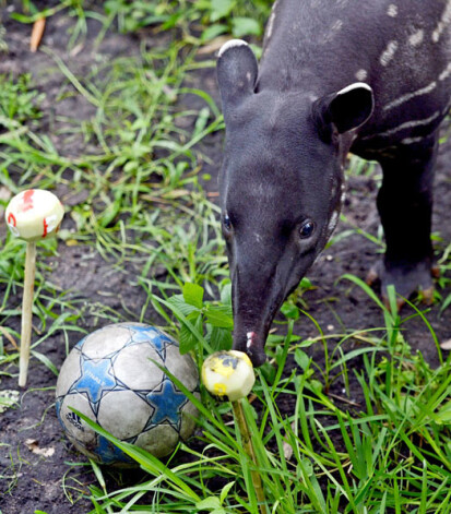 Tapirs Baru dod priekšroku Dortmundes „Borussia”