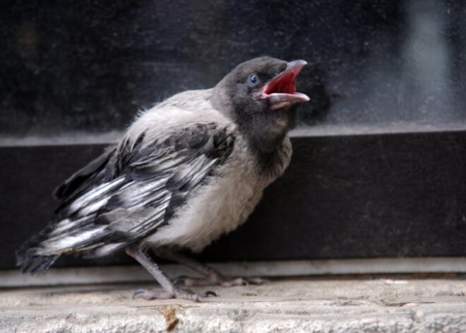 Zoodārza pārstāvji: humānāk ir putnu mazuļus nest uz klīniku eitanizēt, nevis atstāt kaķiem apēšanai