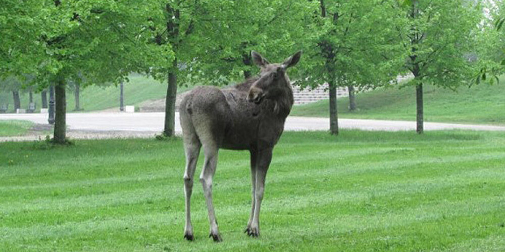 Pagājušās nedēļas otrdienā aļņu pāris ieklīda Liepājas Jūrmalas parkā un vēlējās pa Roņu ielu doties Vecliepājas virzienā. Viņu pastaigu pārtrauca pašvaldības policija.