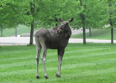 Pagājušās nedēļas otrdienā aļņu pāris ieklīda Liepājas Jūrmalas parkā un vēlējās pa Roņu ielu doties Vecliepājas virzienā. Viņu pastaigu pārtrauca pašvaldības policija.