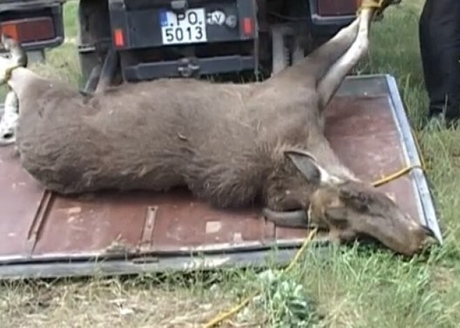 Нашествие лосей в Лиепае приостановили полицейские. ВИДЕО