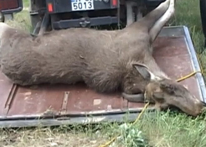 Slavenie Liepājas aļņi iemidzināti un aizvesti uz Bārtas mežiem. VIDEO