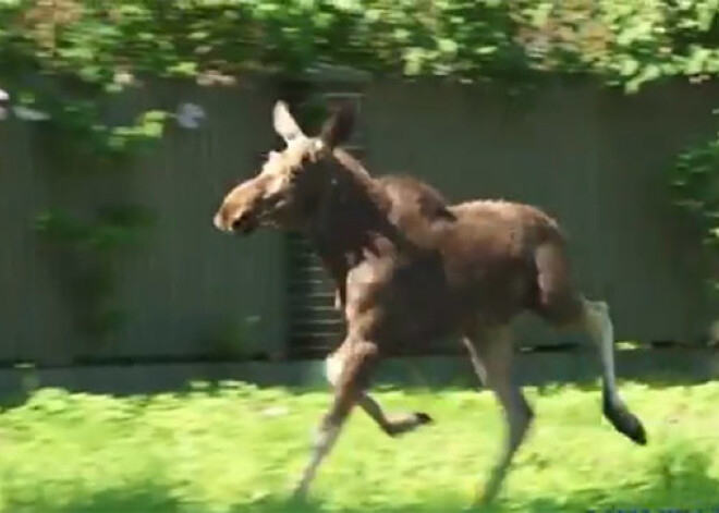 Aļņi turpina uzbrukt Kurzemes pilsētām! Šoreiz alnis atpūšas ventspilnieku pagalmos. VIDEO