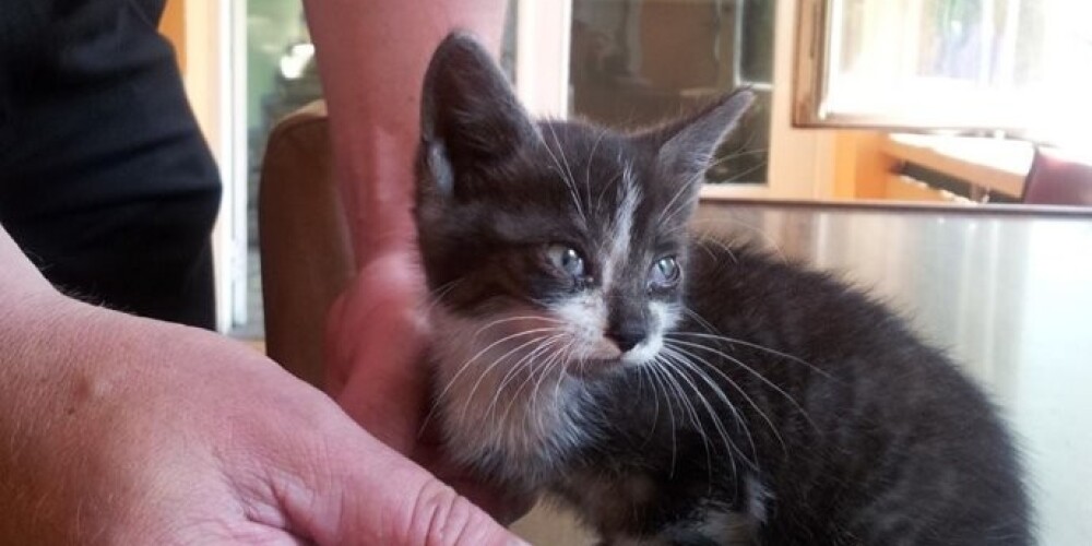 Судя по комментариям, пока лидирует кличка Рексис, далее следует Кюзис (в честь начальника Госполиции Интса Кюзиса) и Брас