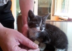 Судя по комментариям, пока лидирует кличка Рексис, далее следует Кюзис (в честь начальника Госполиции Интса Кюзиса) и Брас