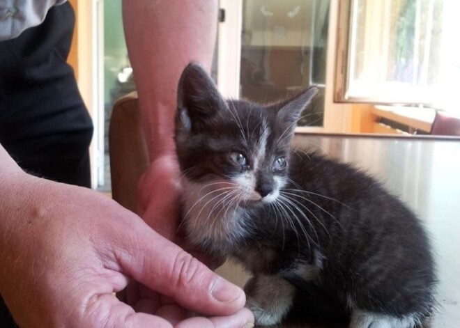 Полиция просит помочь найти... имя для котенка. ФОТО