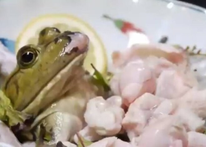 Шокирующая японская кухня: посетители едят живых лягушек. ВИДЕО