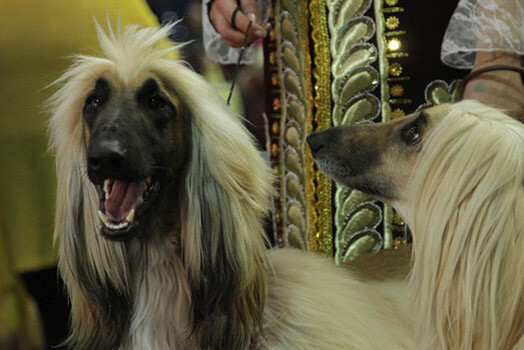 Šajās brīvdienās Ķīpsalā notiek vērienīga un prestiža suņu izstāde „Crufts Riga/Rīgas kauss 2013”.