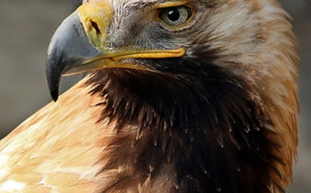 В Латвии появилась новая порода птиц: королевский орел