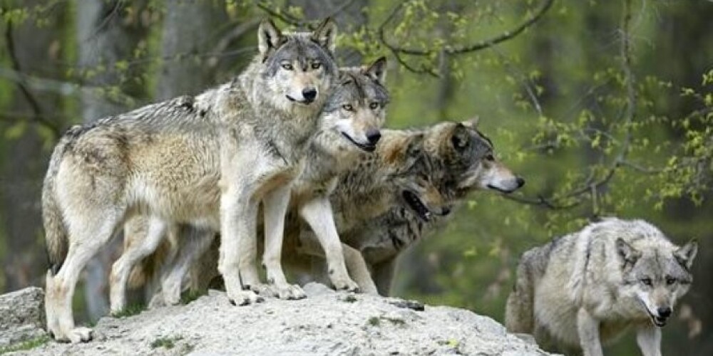 Жители Виляки напуганы нашествием волков из России