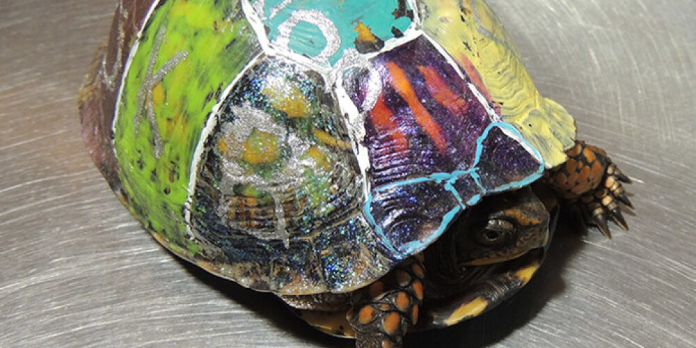 Любители животных спасли цветную черепаху