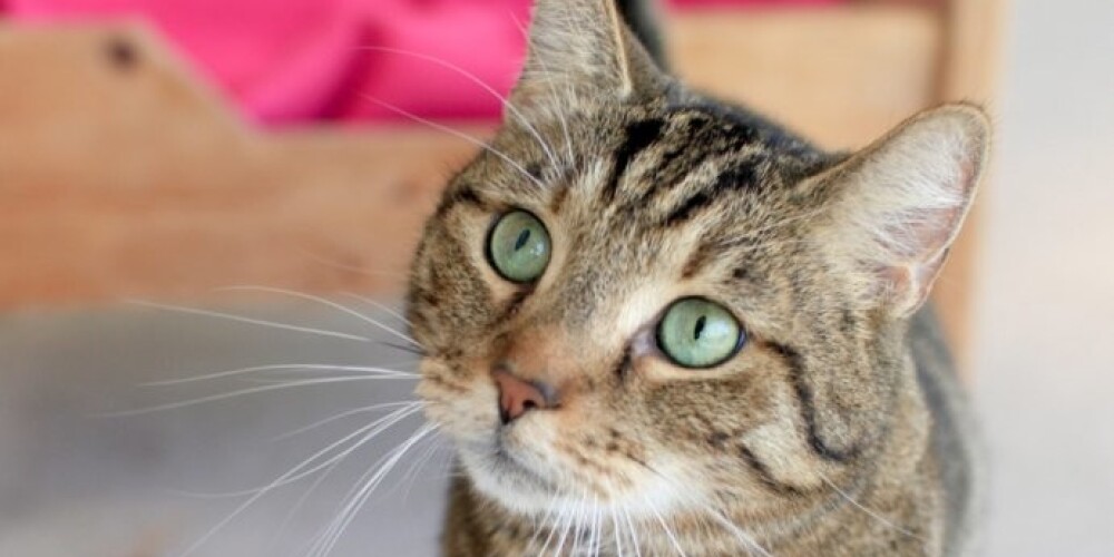 Японские ученые выяснили, как домашние коты обманывают хозяев