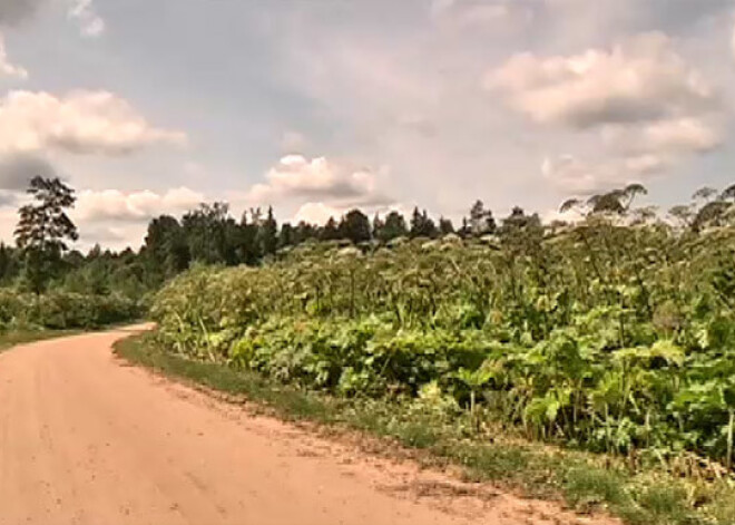 Zilākalna apkārtne pārvērtusies par latvāņu plantāciju. VIDEO