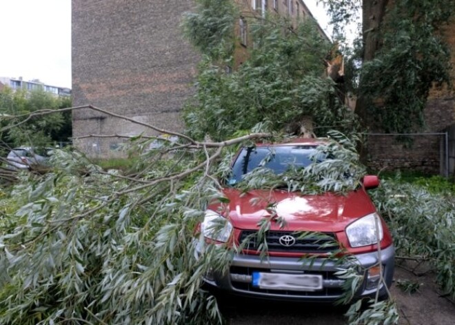 Vēja nolauzti koki šodien sabojājuši sešas automašīnas. FOTO