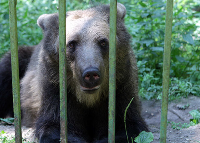 Līgatnes lācenes Ilzītes voljēra labiekārtošanai pagaidām saziedoti 500 lati