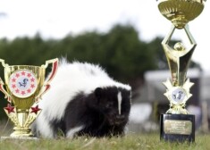 Главный приз по сумме всех конкурсов получила самка скунса Джорди Альба