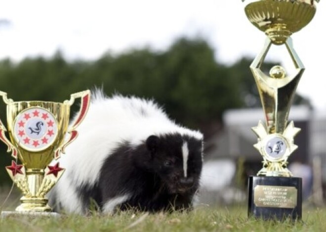 Состоялся первый конкурс красоты для скунсов. ФОТО
