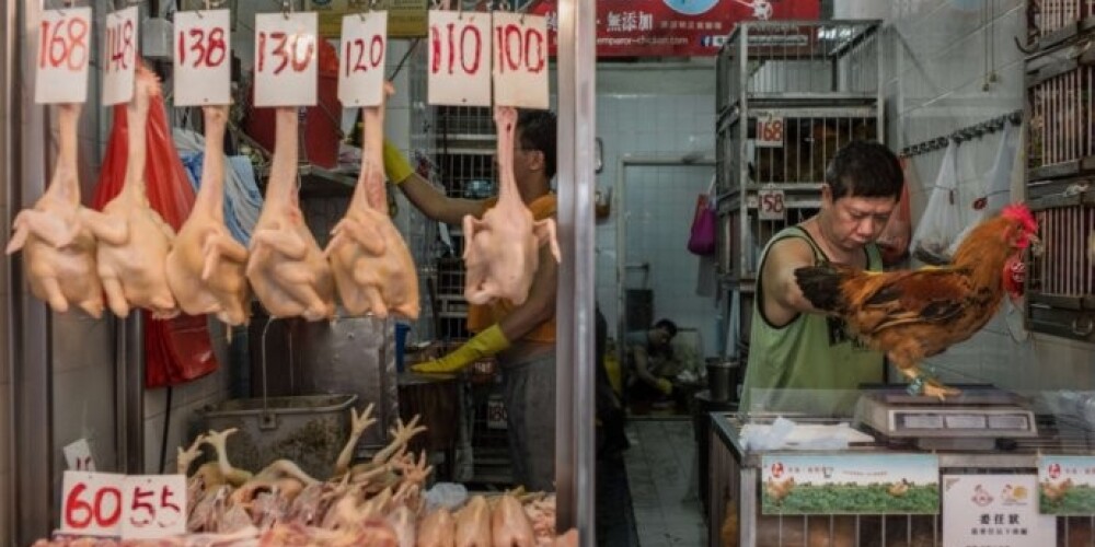 Ķīnā konstatēts pirmais gadījums, kad putnu gripa izplatījusies no cilvēka uz cilvēku
