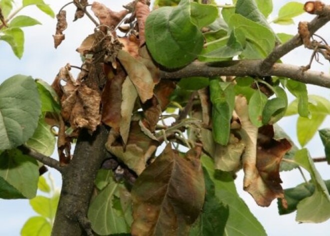 В Тукумсском крае констатирована опасная болезнь растений — бактериальный ожог