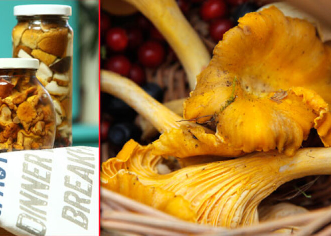 Klāt sēņu laiks! Receptes un padomi gaileņu uzglabāšanai