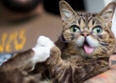 Кошка Grumpy Cat (Угрюмый котик) и ее подружка - Лил Баб