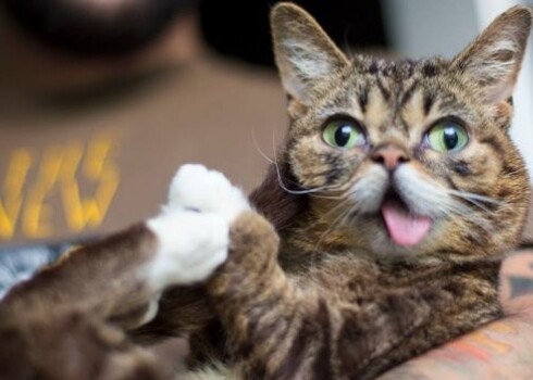 Кошка Grumpy Cat (Угрюмый котик) и ее подружка - Лил Баб