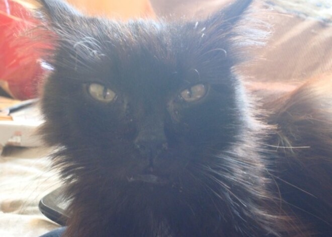 Smagi ievainotie kaķēni atlabst „Ķepu – ķepā” patversmē. Tajā nonākuši arī zirgi. FOTO. VIDEO