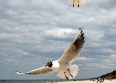 После окончания войны в 1945 году в Балтийском море было затоплено около 50 тысяч тонн химических боеприпасов