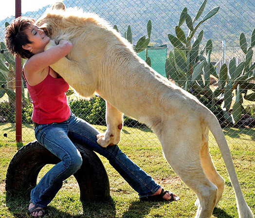 Лев весит уже весит 120 килограммов, но может вырасти еще