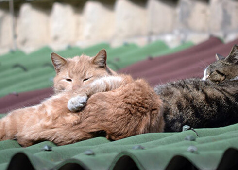 Starptautiskā projektā apmācīs veterinārārstus ielas kaķu sterilizācijā