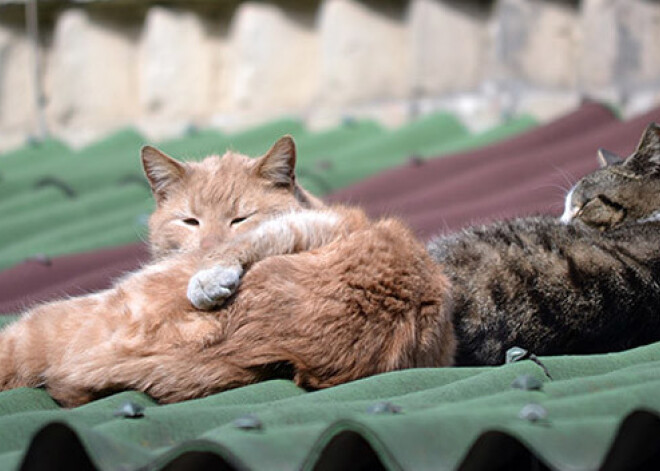 Starptautiskā projektā apmācīs veterinārārstus ielas kaķu sterilizācijā