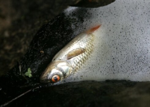 Zivju bojāejas cēloni Ičas upē var arī neatklāt