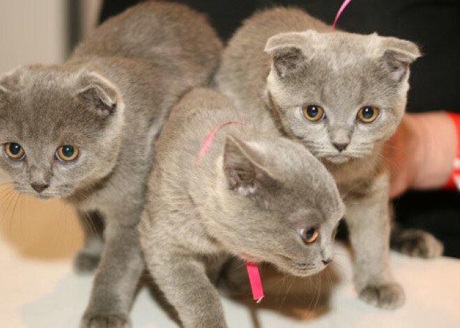 Šķirnes kaķis par 50 latiem. Kā apkrāpj lētticīgus pircējus