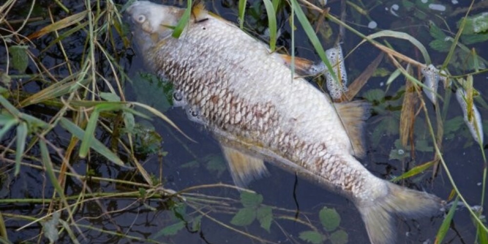 Vides dienests joprojām domā, ka zivis Ičā nomērdējuši ugunsdzēsēji. VIDEO