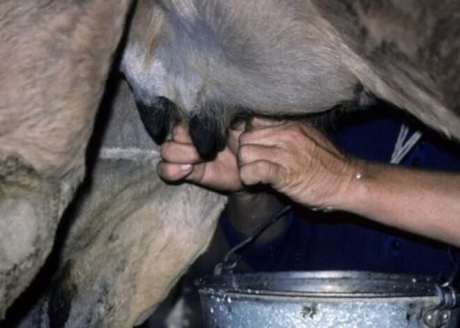 Piena iepirkuma cena sasniegusi rekordu