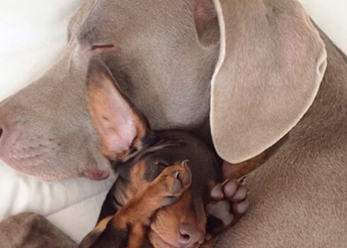 Теперь Харлоу и Индиана неразлучны.