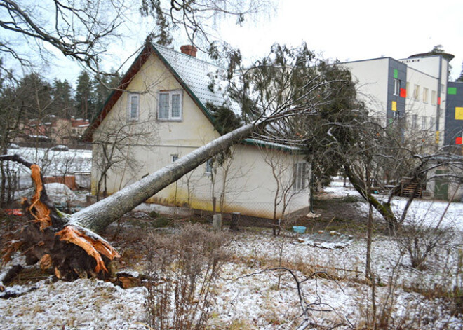 Ogres centrā uz mājas uzkrīt egle. Tai draud uzgāzties arī vecs bērzs. FOTO