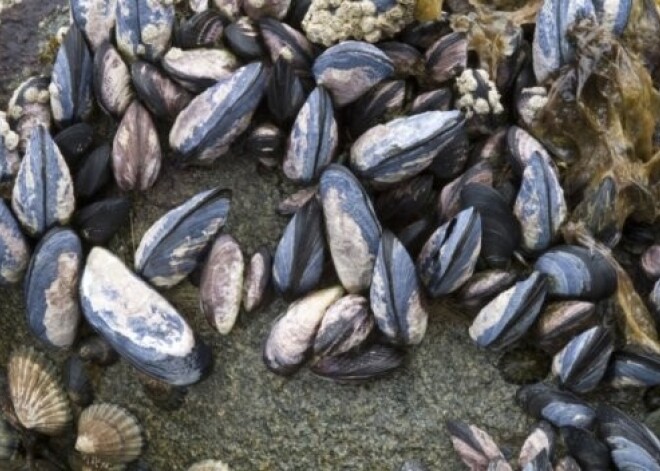 Latvijā gliemenes jeb mīdijas vislabāk audzēt Pāvilostā. VIDEO