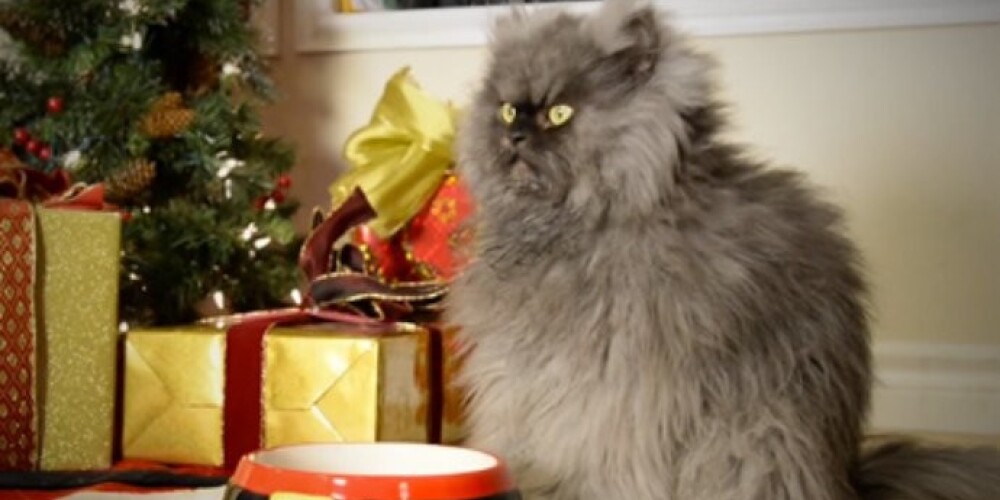 Клип на песню под названием «Hard to Be a Cat at Christmas» с участием Полковника Мяу, Grumpy Cat, Оскара, Налы и Хэмилтона был выложен на YouTube 10 декабря