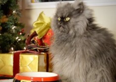 Клип на песню под названием «Hard to Be a Cat at Christmas» с участием Полковника Мяу, Grumpy Cat, Оскара, Налы и Хэмилтона был выложен на YouTube 10 декабря