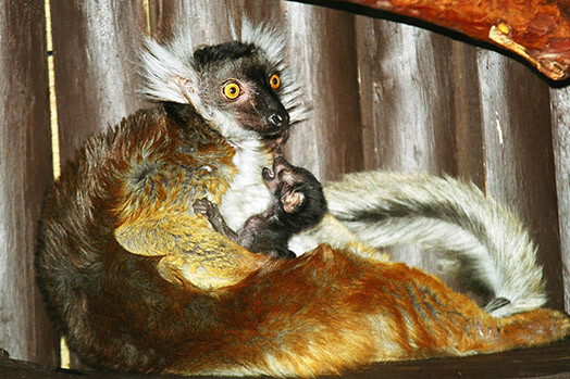 Melnais lemurs.