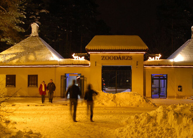 Rīgas Zooloģiskajā dārzā Ziemas naktis sākas 13. decembrī. FOTO