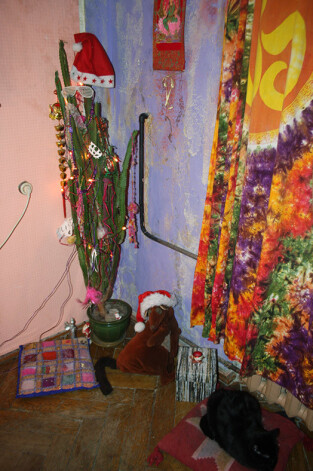 Ziemassvētku eglītes vietā Ilona Balode spuldzīšu virteni izkar uz pusotru metru garā kaktusa.